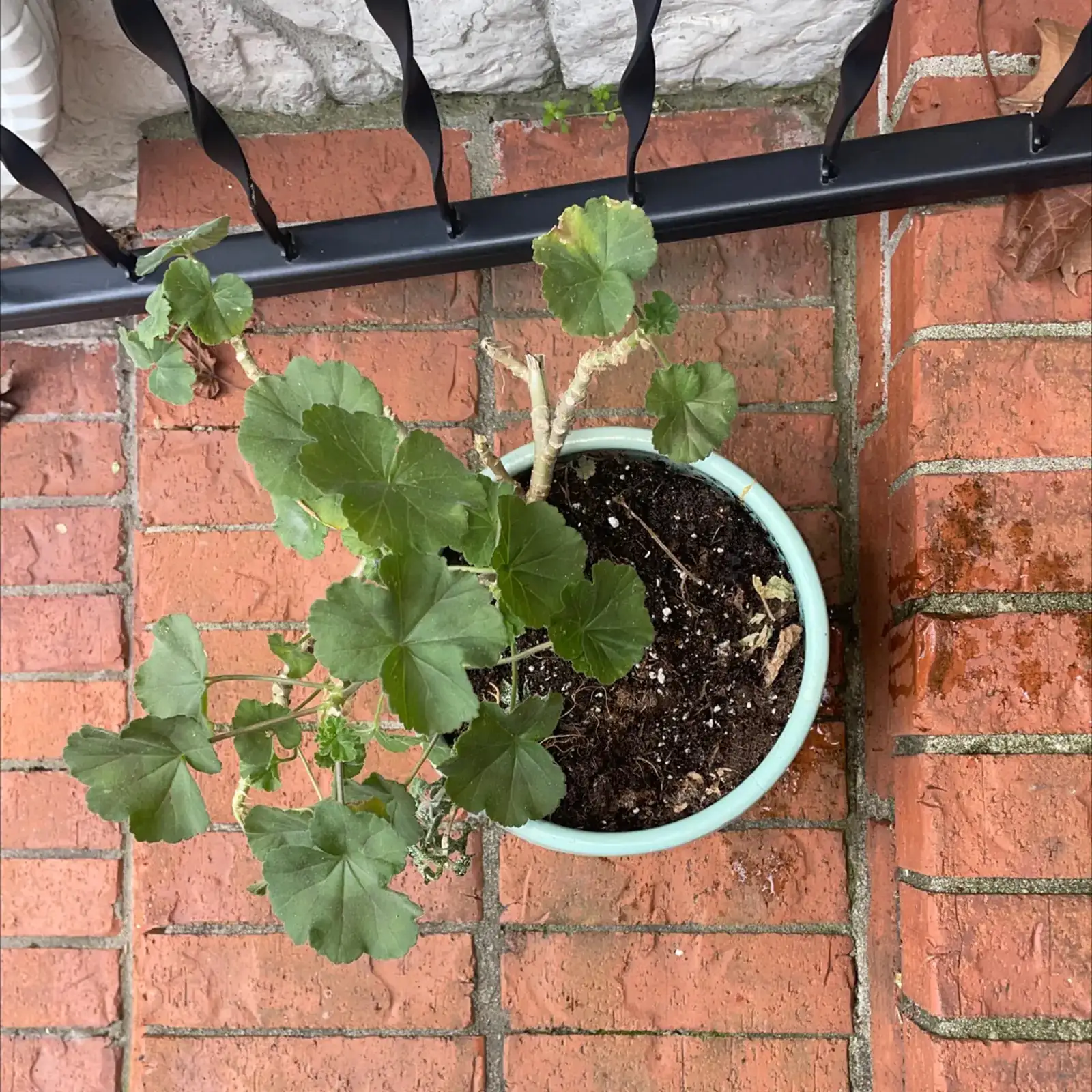 zonal geranium repotting perlite drainage