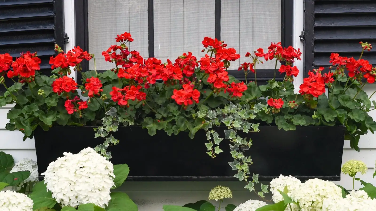 red zonal geranium blue salvia window box