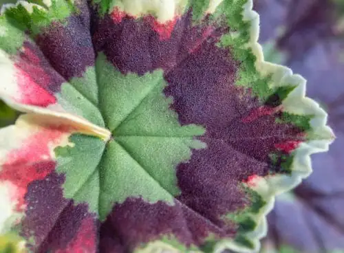 zonal geranium leaf close-up