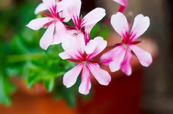 zonal geranium bud clusters close-up