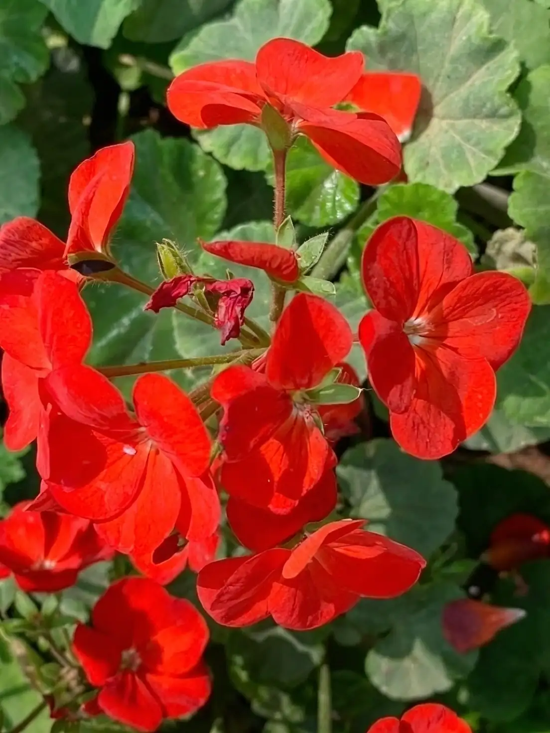 zonal geranium deadheading spent blooms