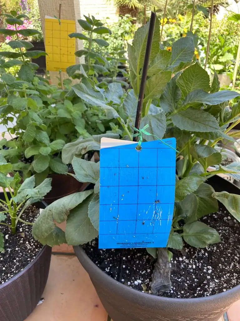 lupine blue sticky trap garden