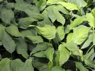 广东万年青 (Aglaonema modestum) — 更多视角