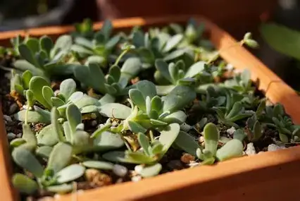 Dunce Cap Succulent (Orostachys furusei) — Nahaufnahme
