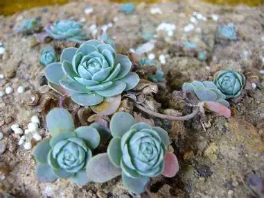 Dunce Cap Succulent (Orostachys furusei) — im Raum