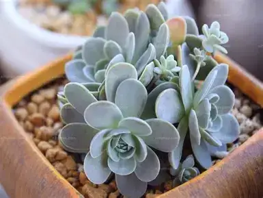 Dunce Cap Succulent (Orostachys furusei) — weitere Ansicht
