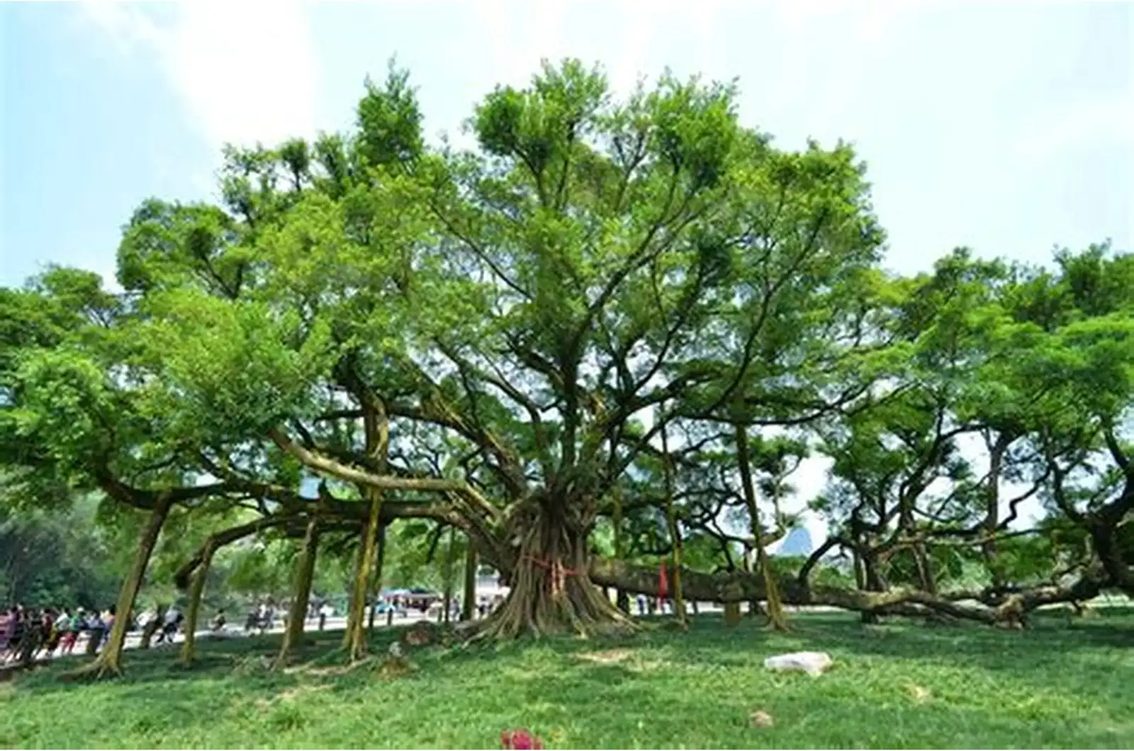 榕树 (Ficus benjamina) — 特写