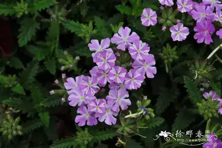 美女樱 (Verbena × hybrida) — 主图