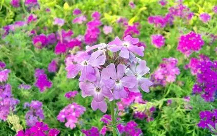 美女樱 (Verbena × hybrida) — 细节