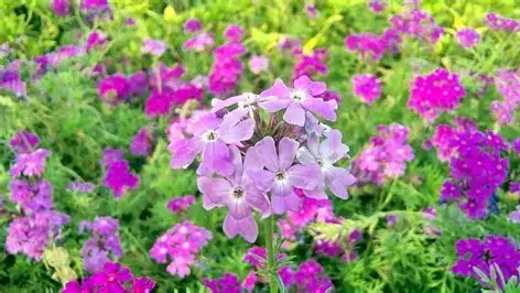 美女樱 (Verbena × hybrida) — 特写