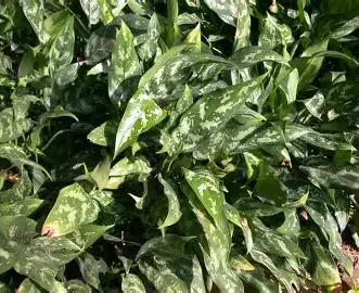 斜纹粗助草 (Aglaonema spp.) — 特写