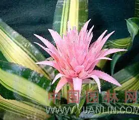 虎纹凤梨 (Vriesea splendens) — 更多视角