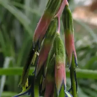 垂花水塔花 (Billbergia nutans) — 更多视角