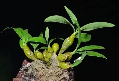 石斛 (Dendrobium (nobile-type hybrids)) — 细节