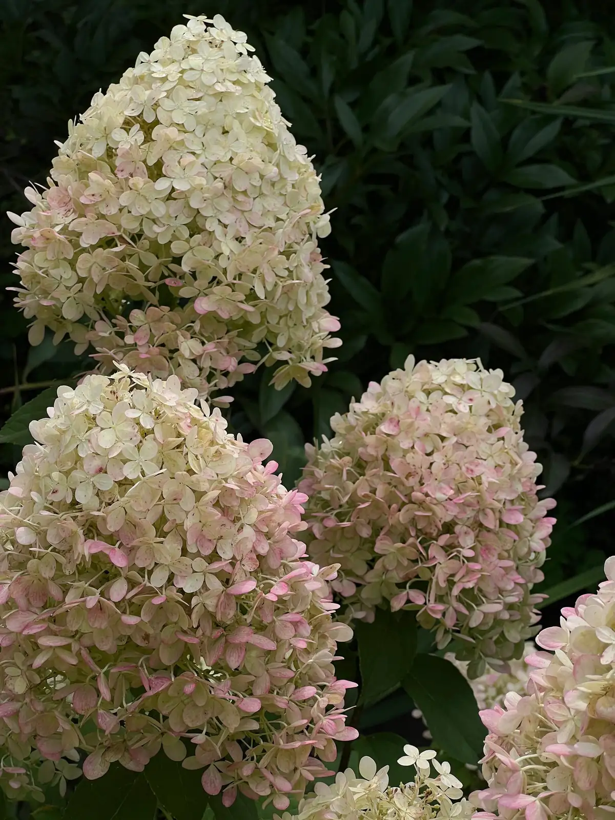 Link Hydrangea Panicle Hydrangea (Hydrangea paniculata) Care – Oasislink