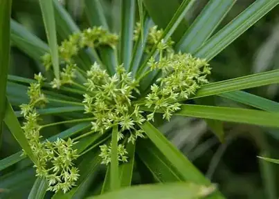 早伞草 (Cyperus involucratus) — 细节