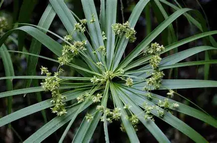 早伞草 (Cyperus involucratus) — 特写