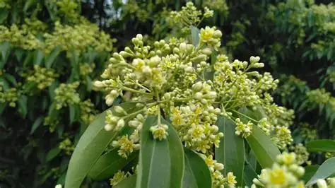 天竺桂 (Cinnamomum japonicum) — 更多视角
