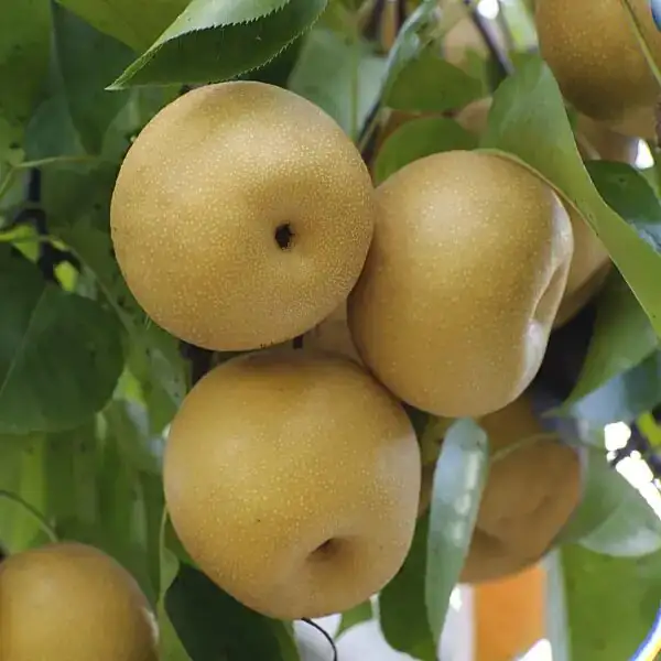 沙梨 (Pyrus pyrifolia) — 更多视角