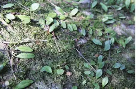 抱石莲 (Lepidogrammitis dymoglossoides) — 环境展示