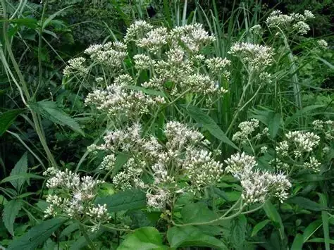 多须公 (Eupatorium chinense) — 细节