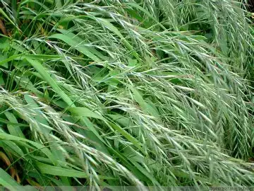 鹅观草 (Roegneria kamoji) — 更多视角