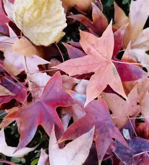 元宝枫 (Acer truncatum) — 更多视角