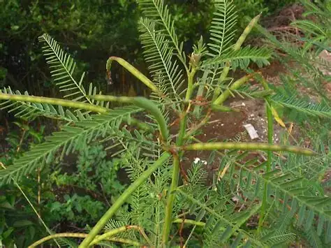 田菁 (Sesbania cannabina) — 环境展示