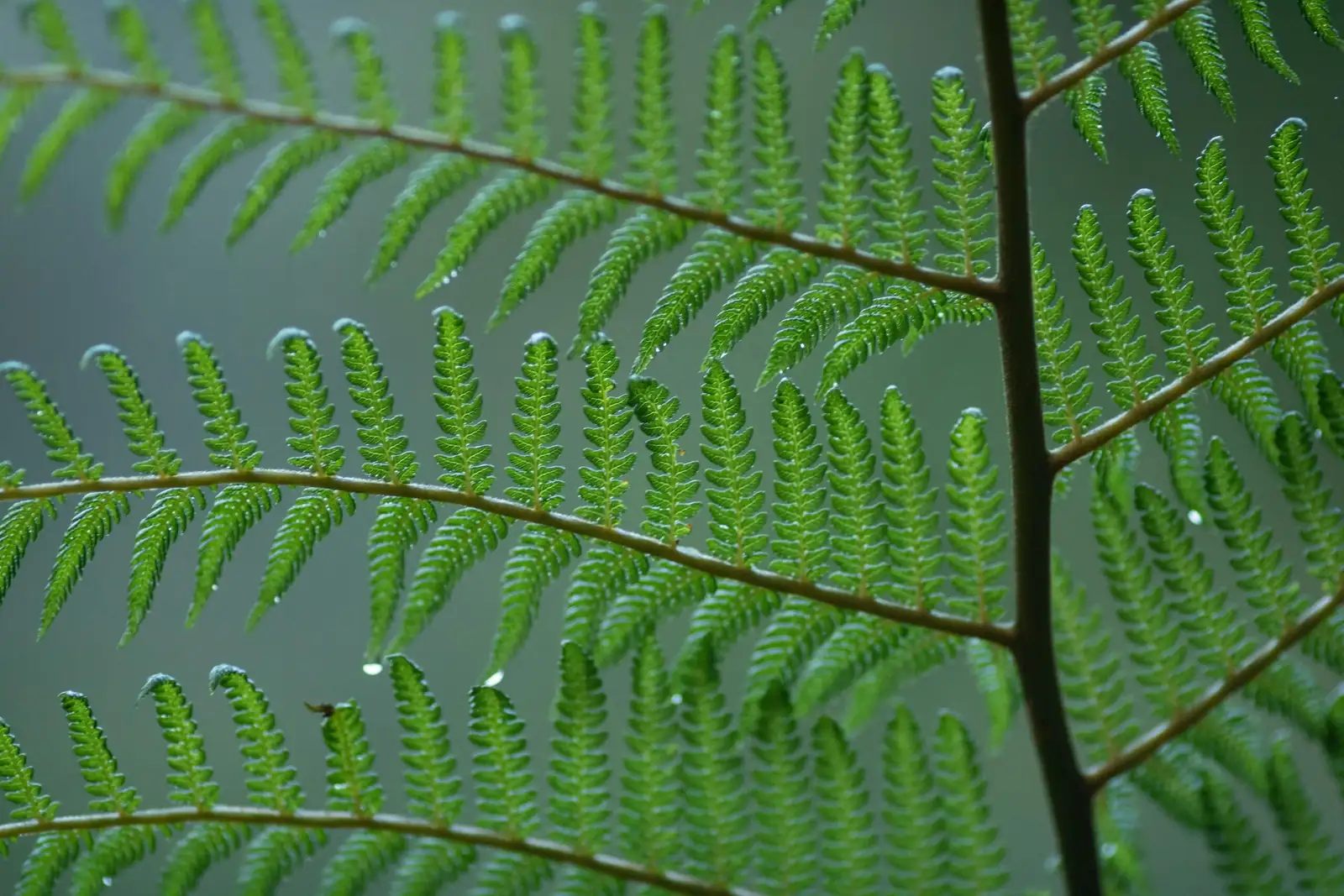 water droplets on maidenhair fern