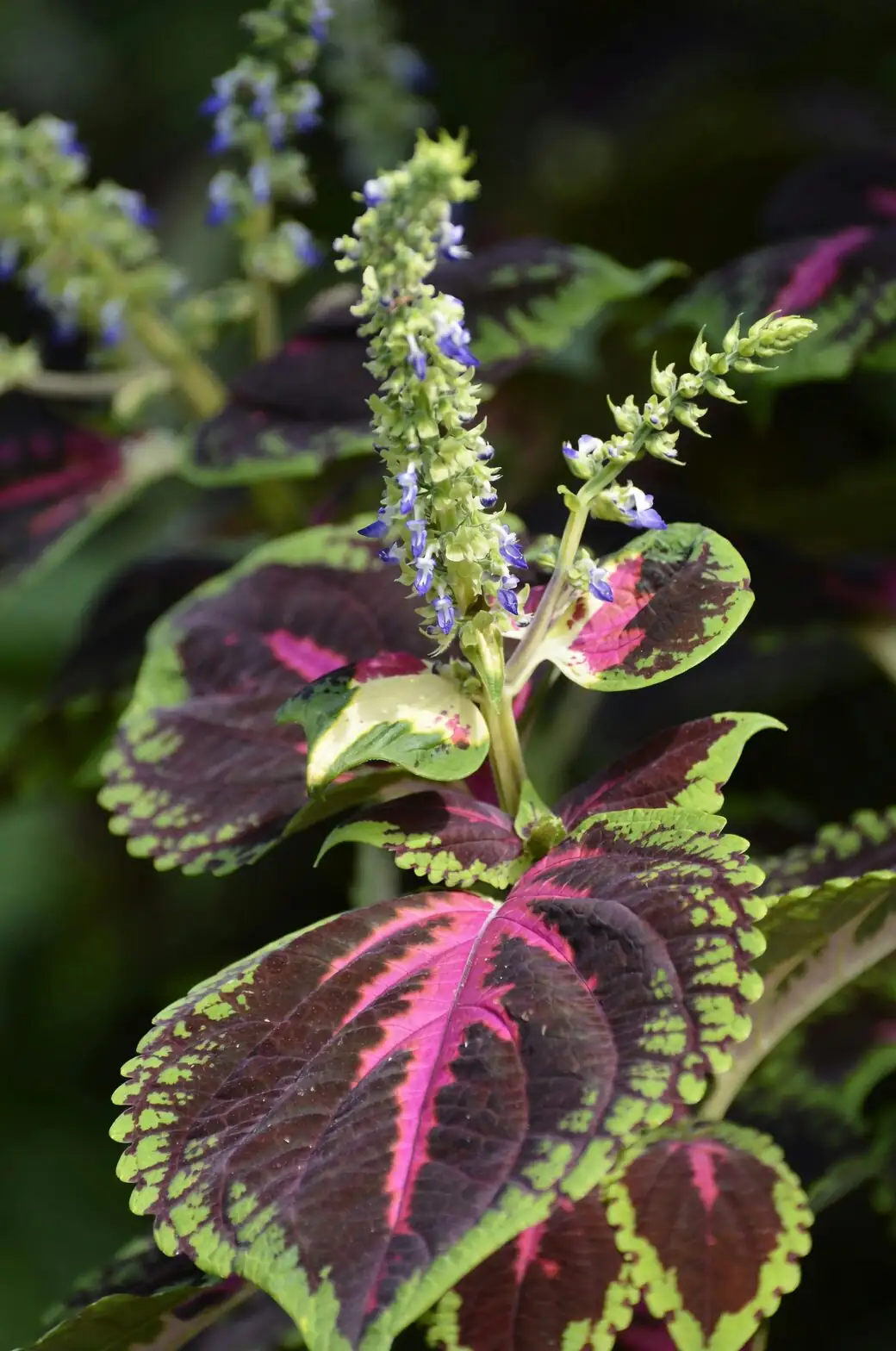 coleus plant in Victorian garden