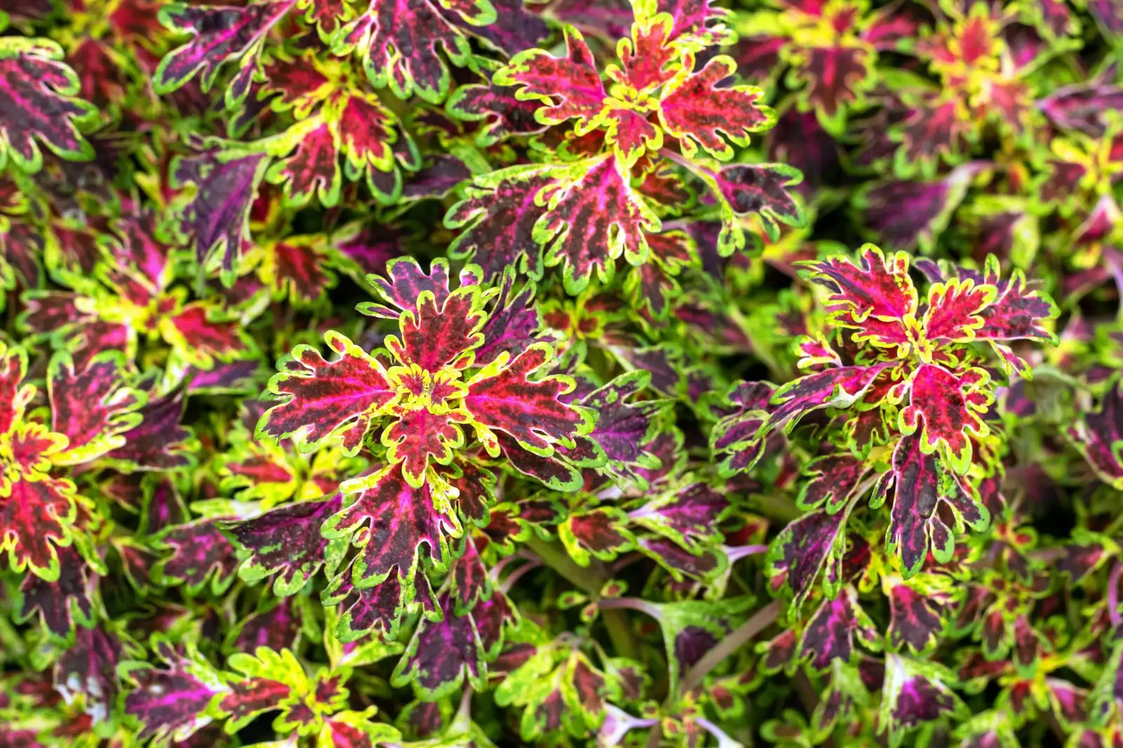 Mastering Coleus Propagation: Grow Your Own Leafy Masterpieces