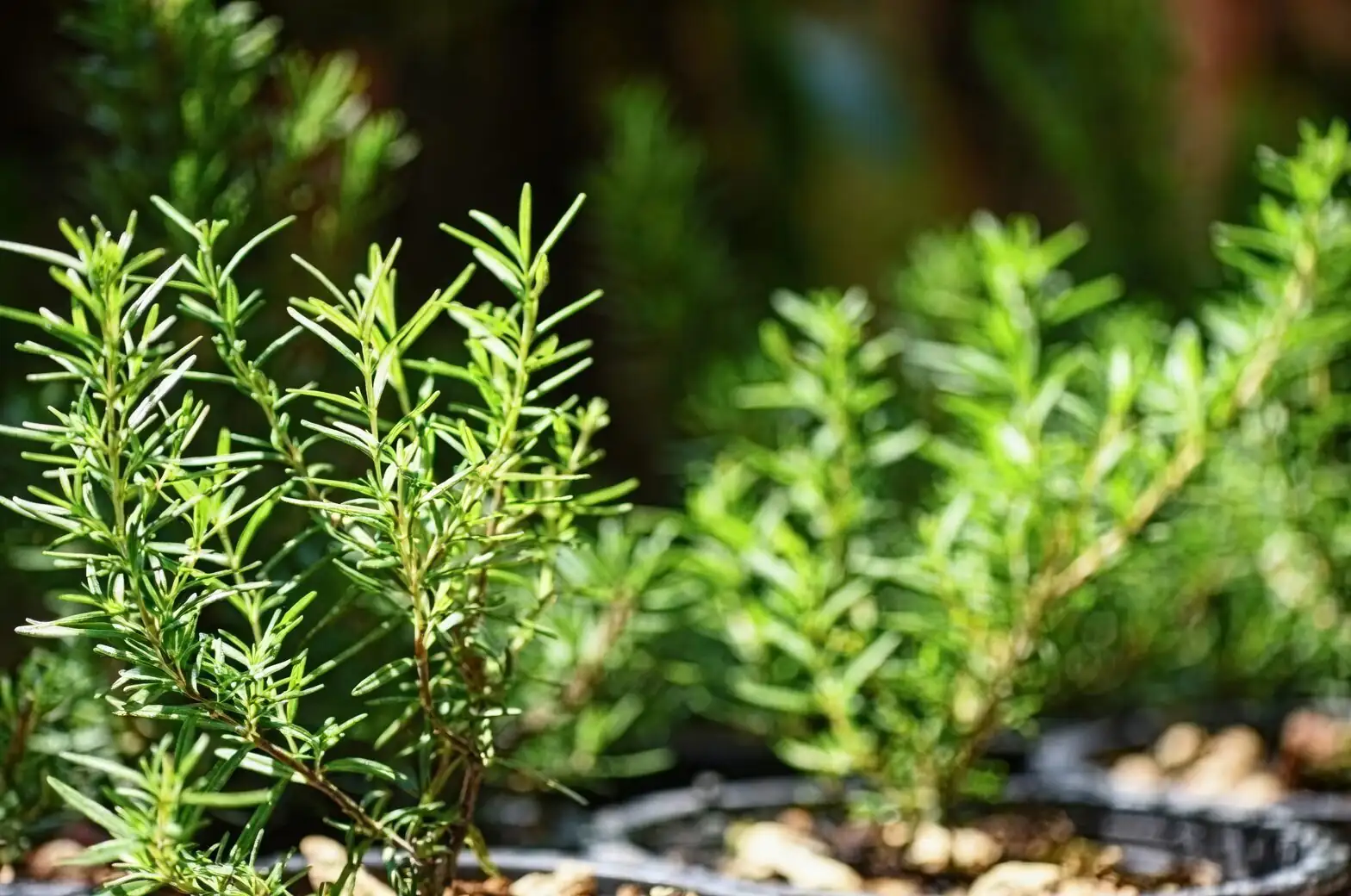 Battling Beetles: How to Keep Your Rosemary Pest-Free