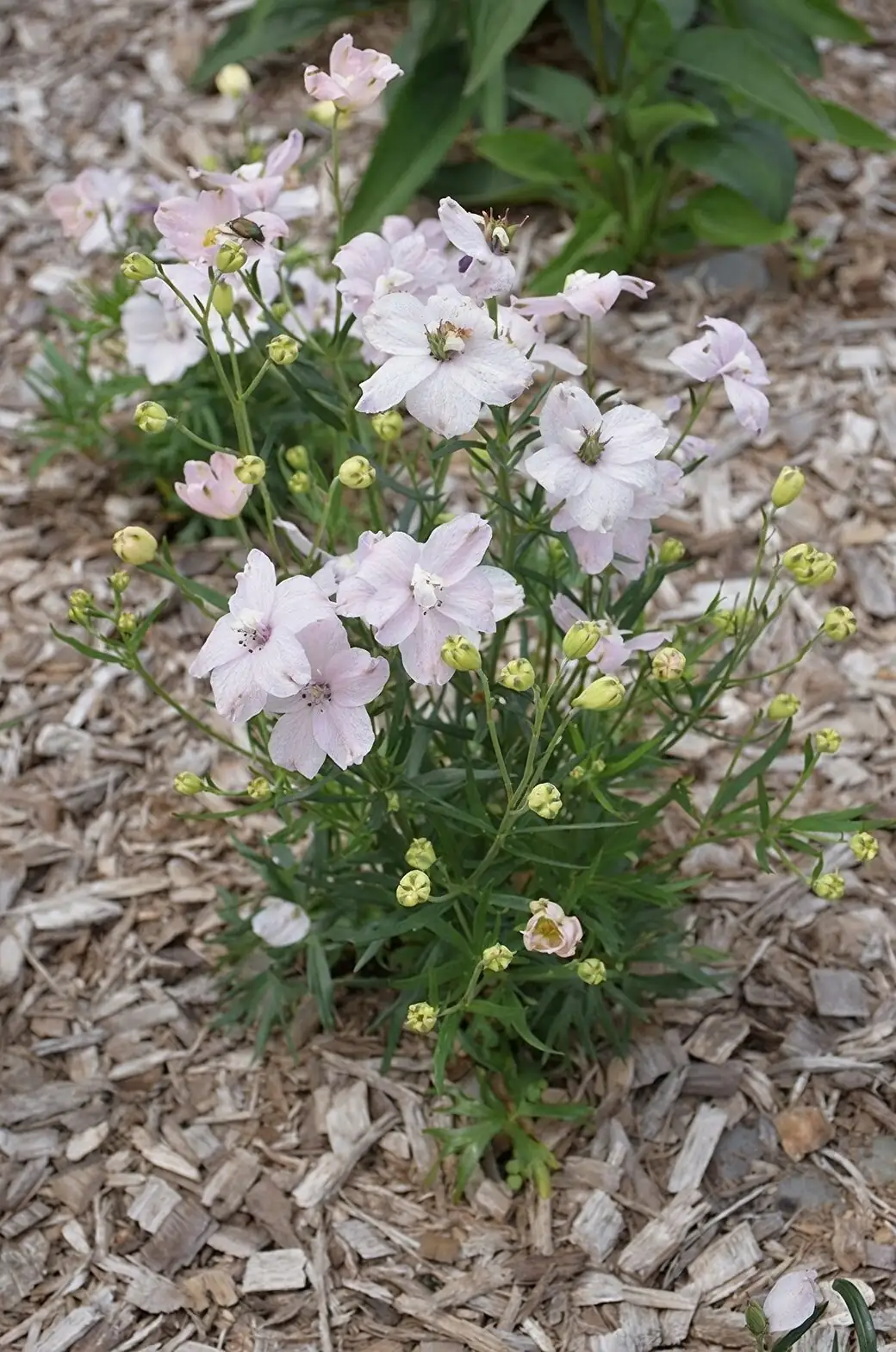 Mastering the Art of Growing Delphiniums: A Care Guide for Show-Stopping Blooms