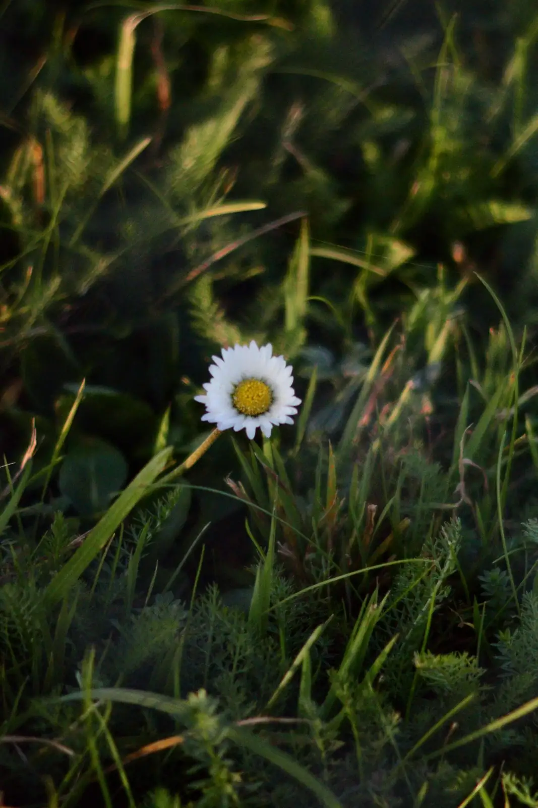 Daisy Diaries: Fun Facts That Will Make You Love Them Even More!