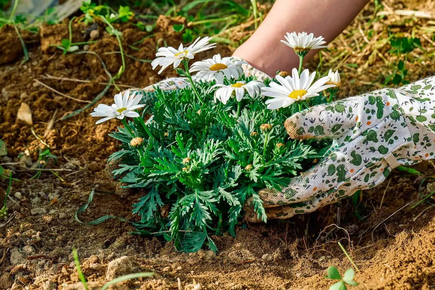 daisy garden care