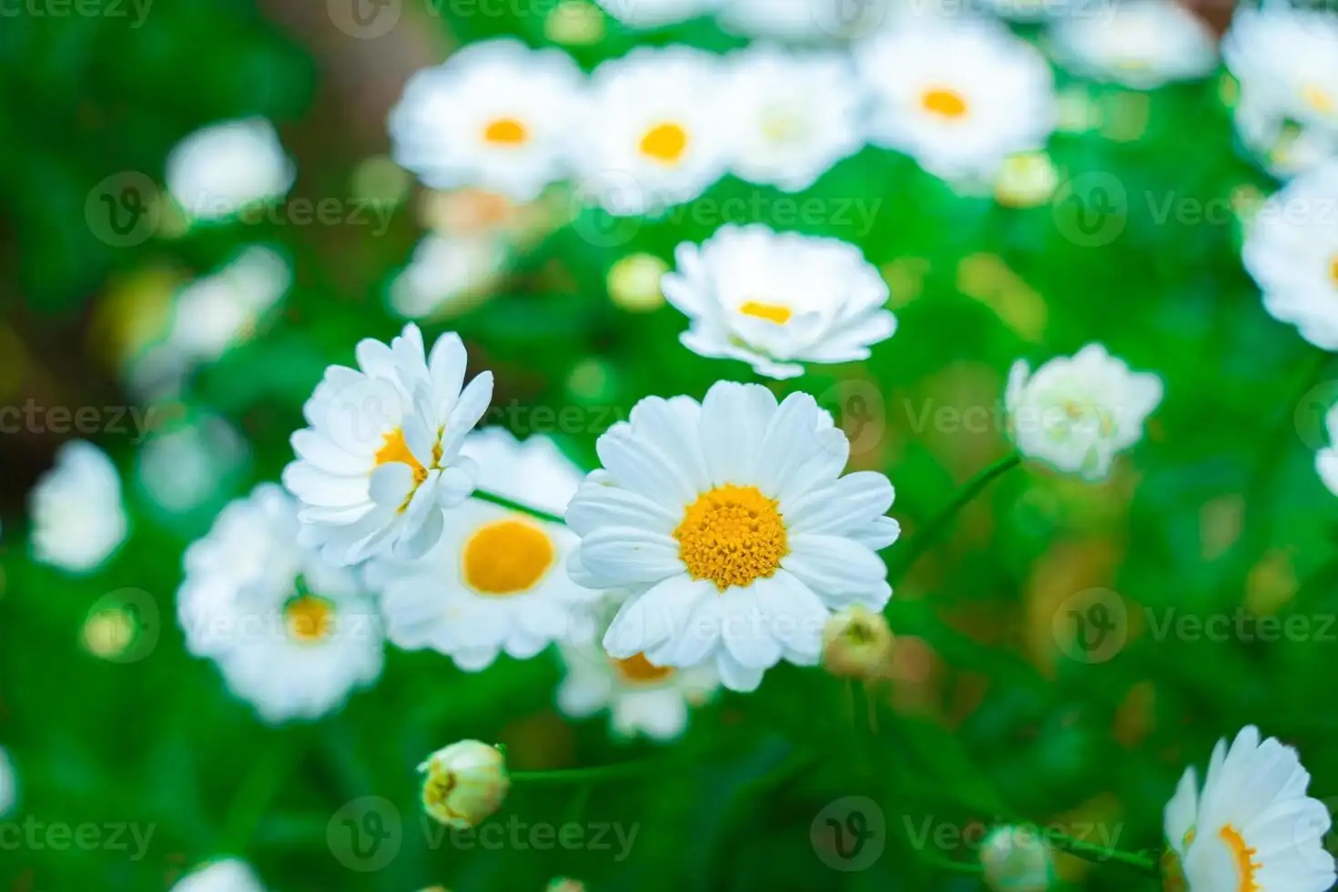 daisy flower close-up sunlight