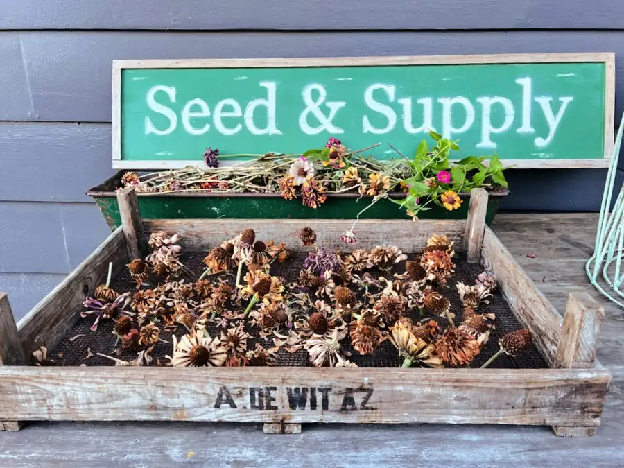 daisy seed harvesting hands