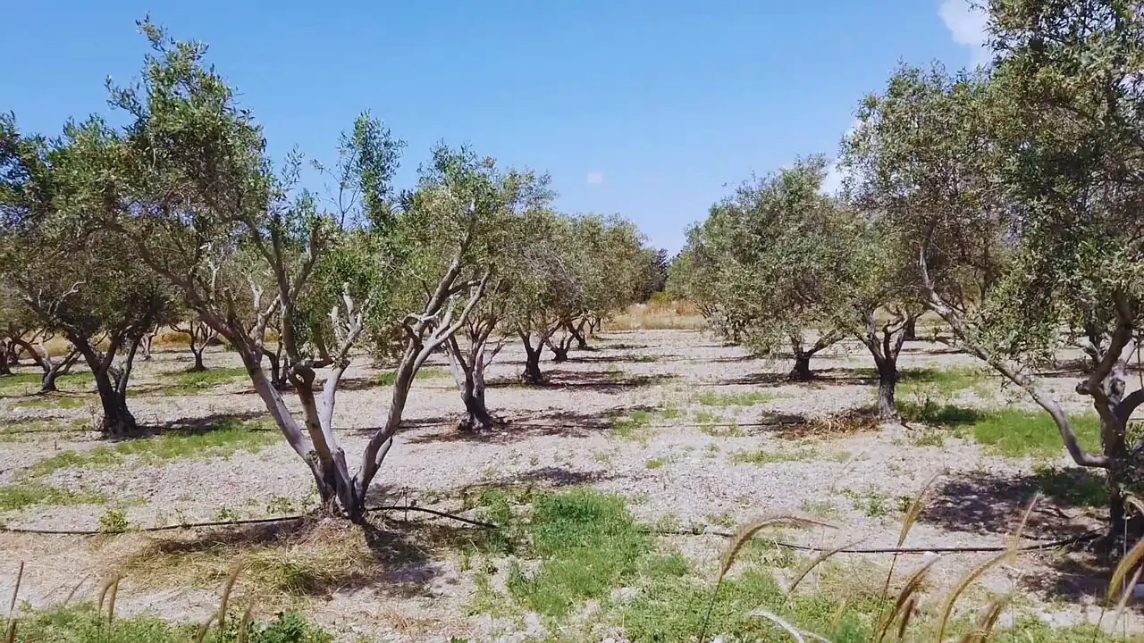 Mastering the Mediterranean: Essential Care Tips for Your Olive Tree
