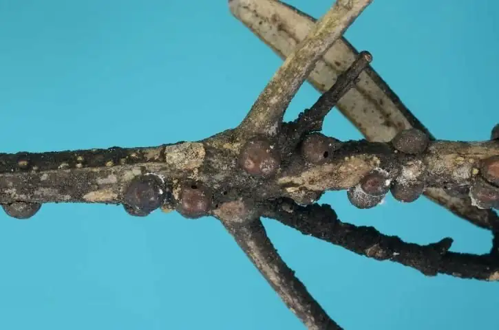 scale insects on olive branch