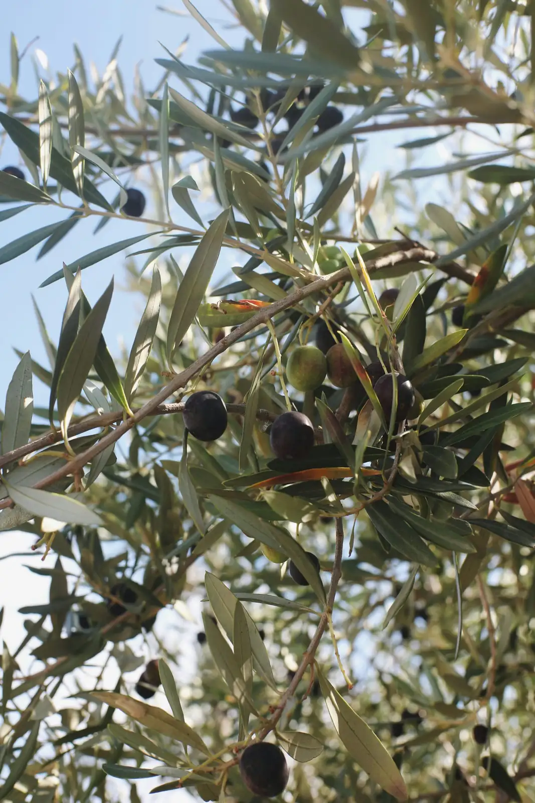 ancient Greek olive tree illustration