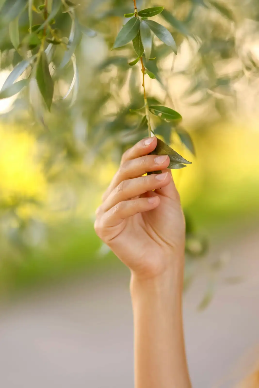 olive branch in diplomatic setting