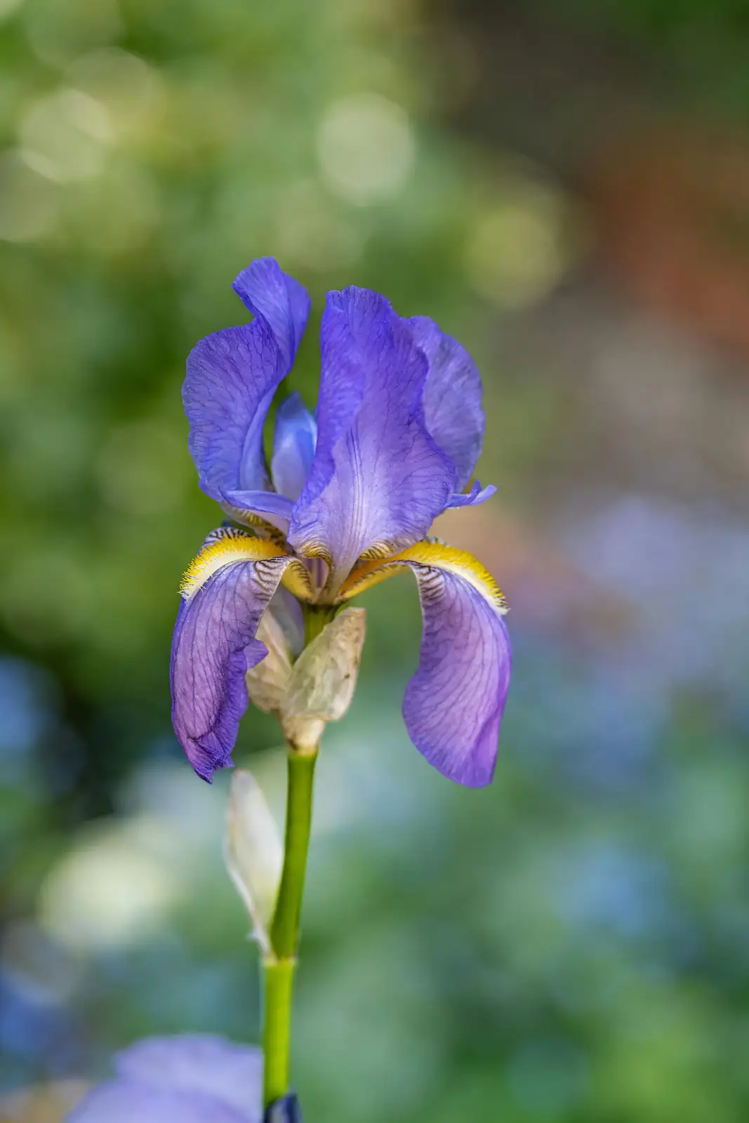 bearded iris in garden