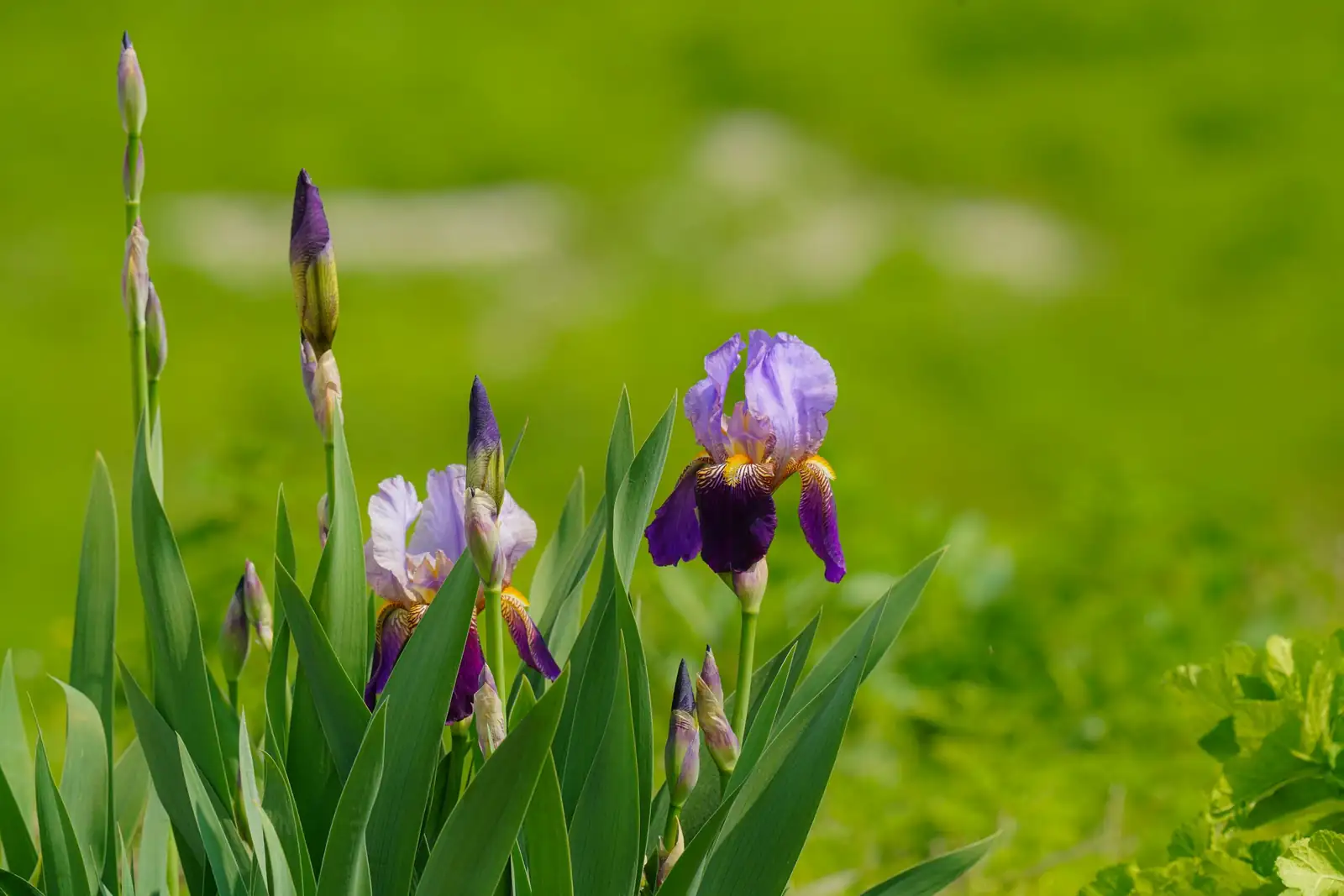 Fun Facts About Irises: More Than Just a Pretty Bloom!