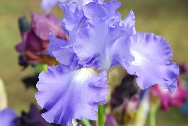 The Language of Irises: Unraveling the Symbolism Behind Their Colors