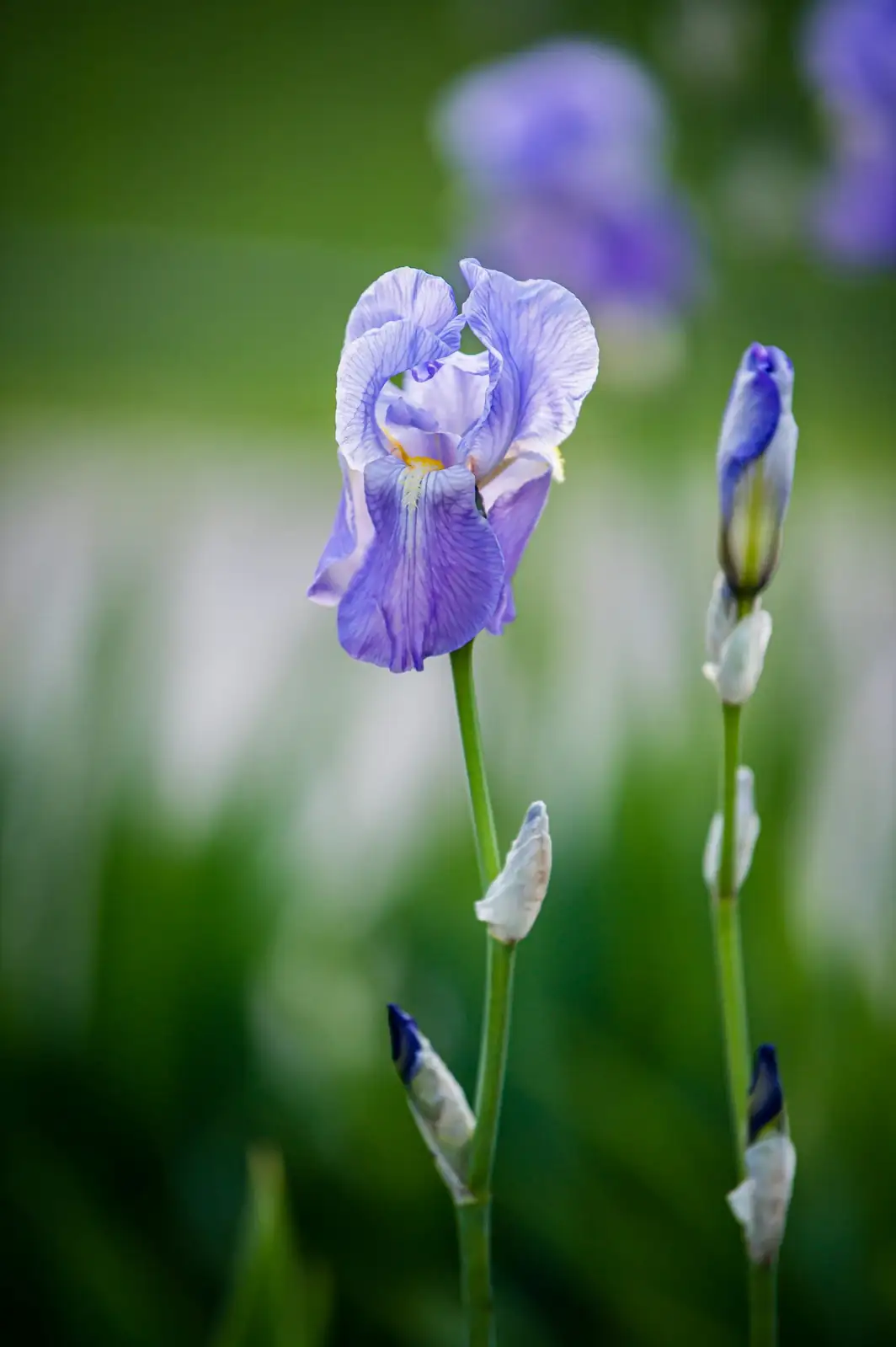 purple iris close-up
