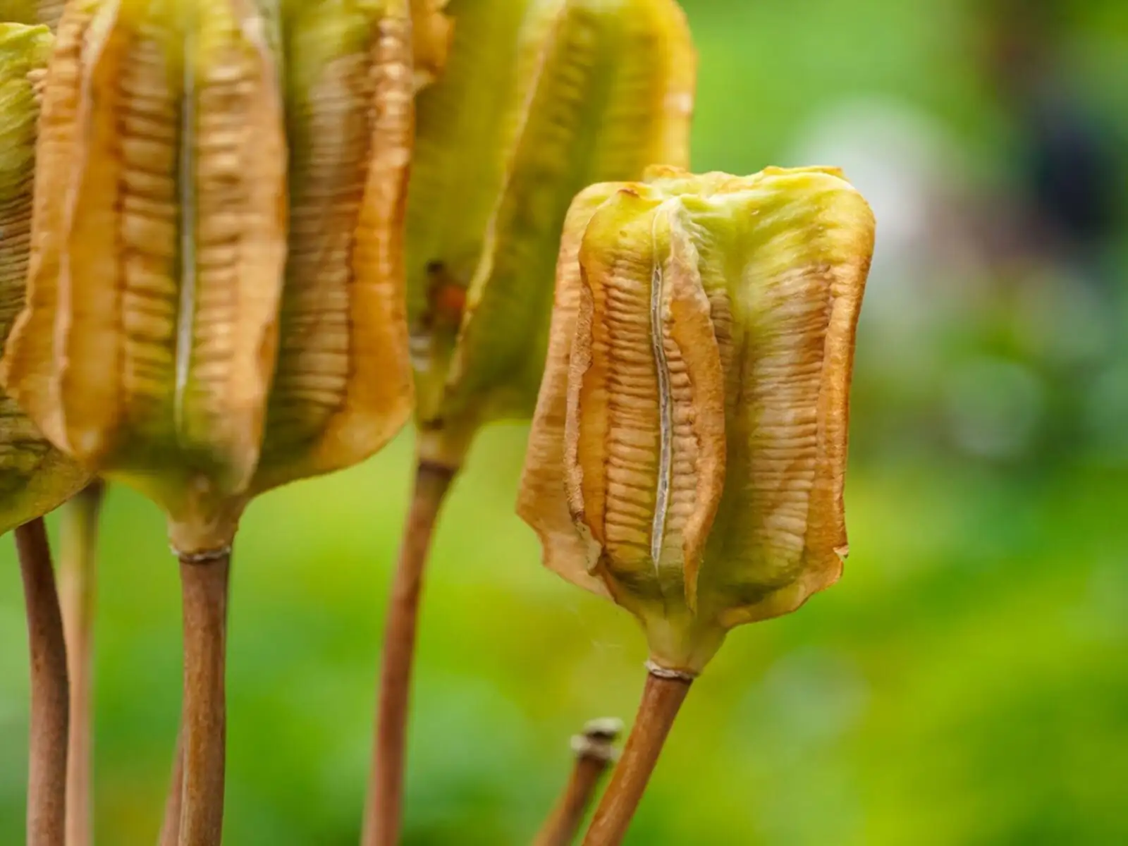 iris seed pods on plant