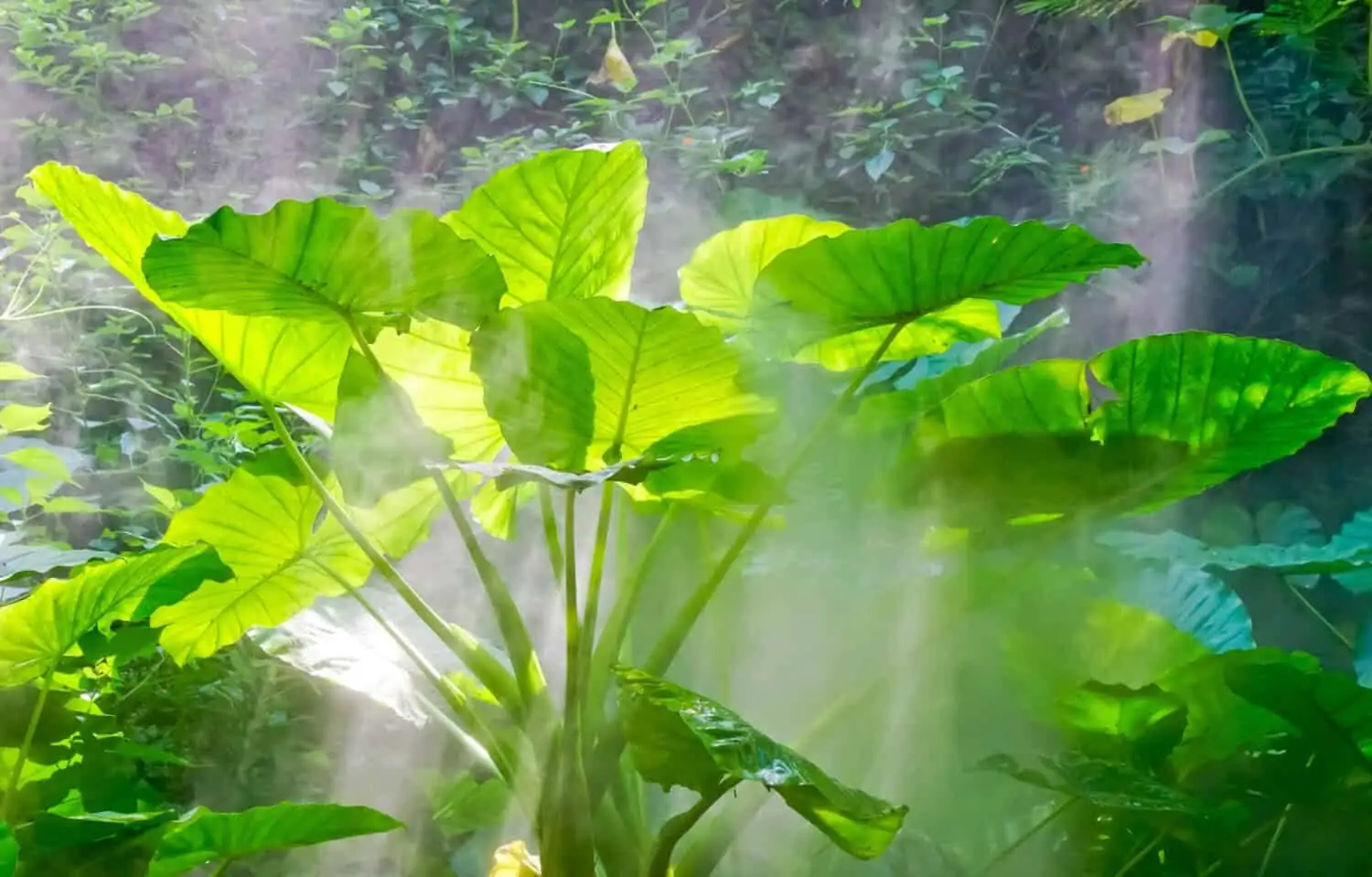 From Tropics to Your Living Room: The Journey of the Giant Taro