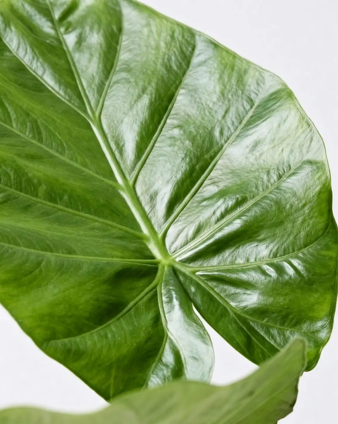 giant taro leaf close-up