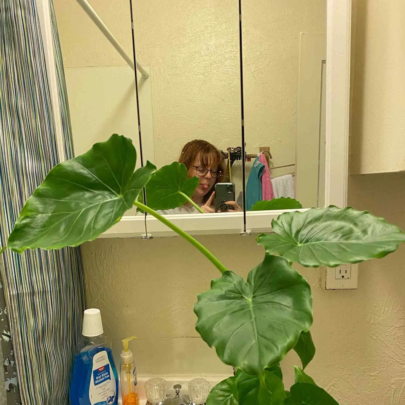 giant taro bathroom setting