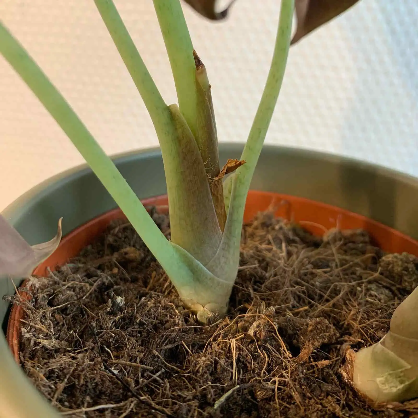 alocasia rhizome division close-up